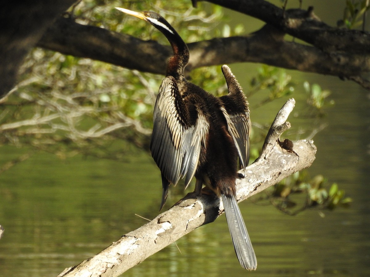 Anhinga d'Australie - ML314760561