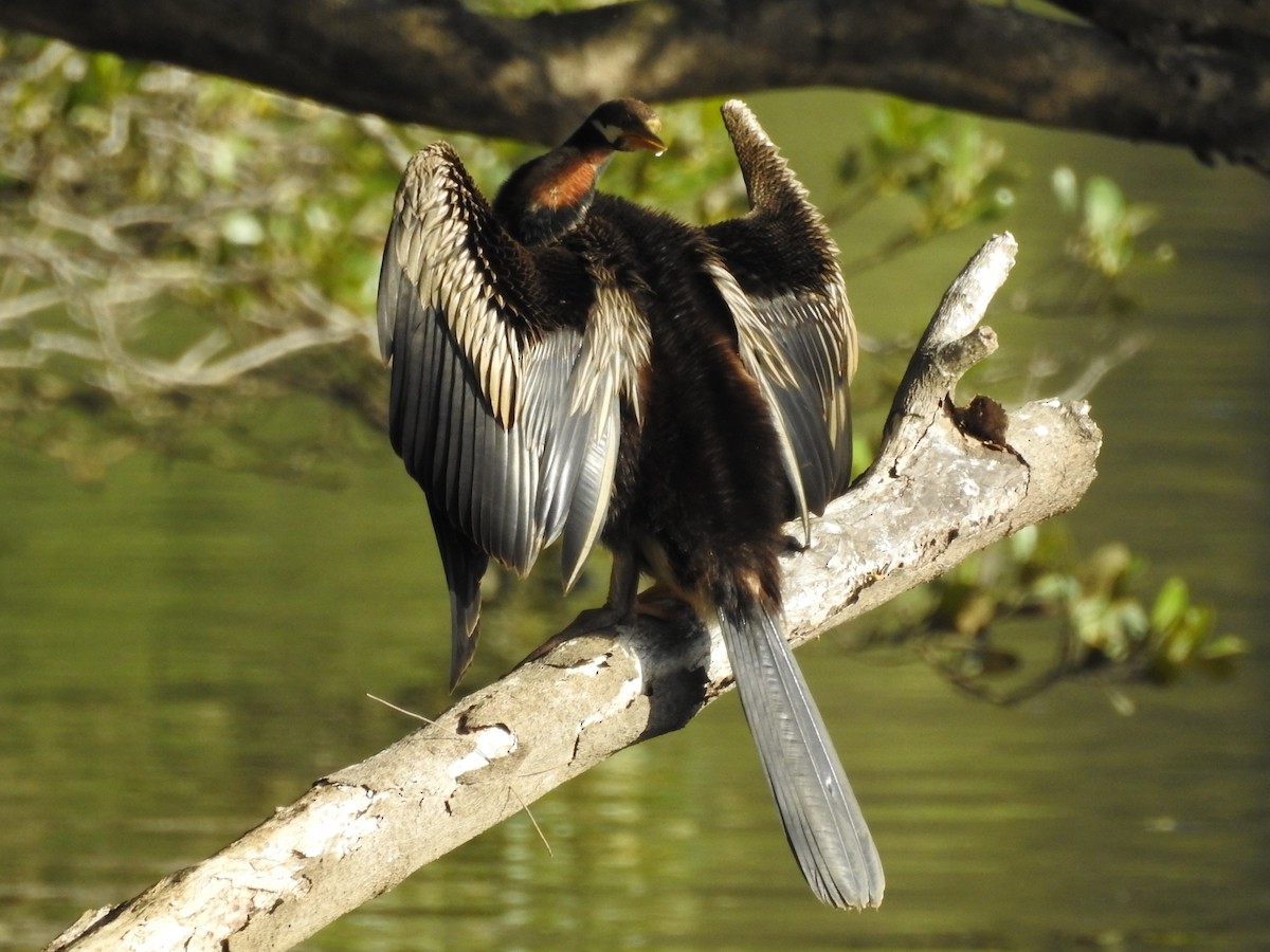 anhinga australská - ML314760571