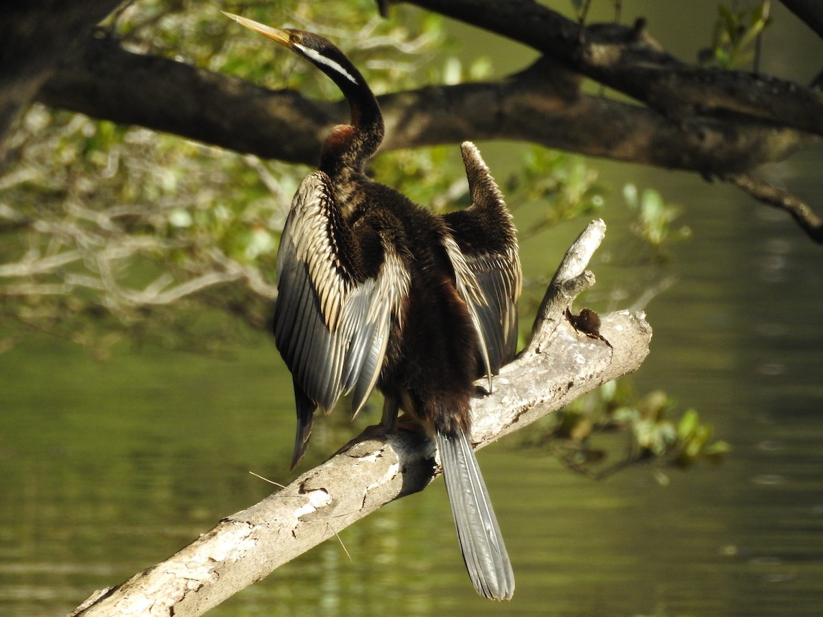 Australasian Darter - ML314760581