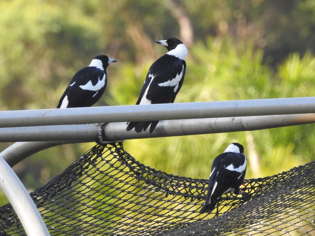 Australian Magpie - ML314760621