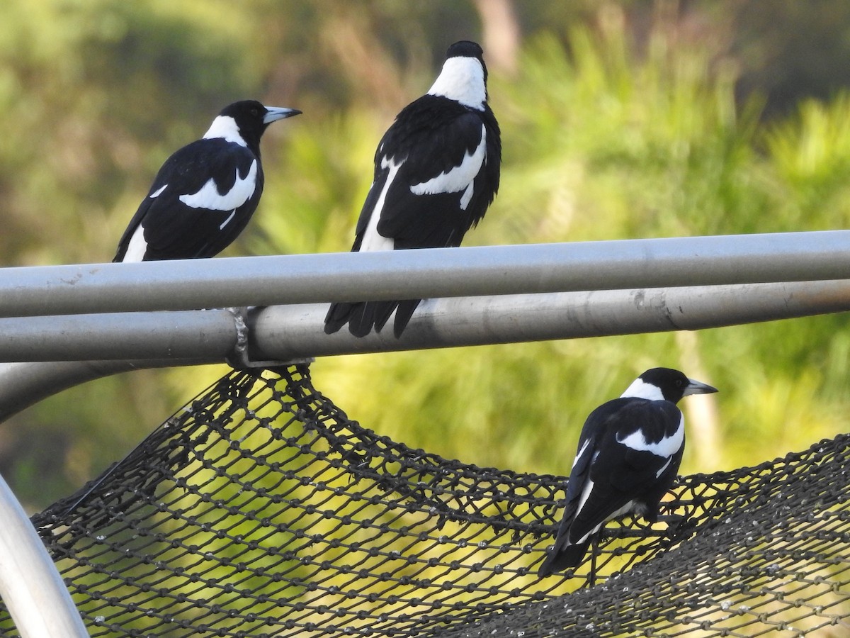 Australian Magpie - ML314760921