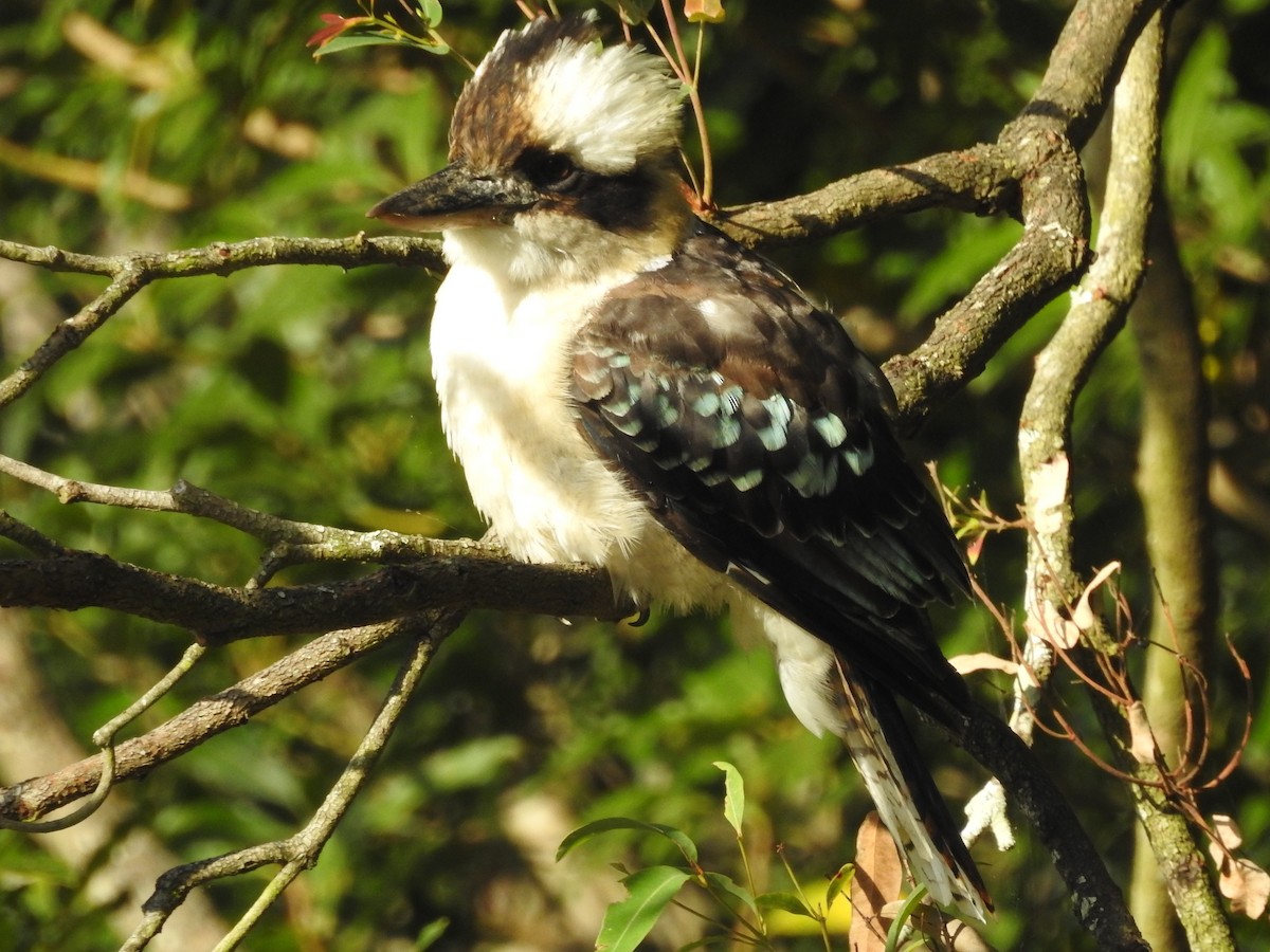 Laughing Kookaburra - ML314761131