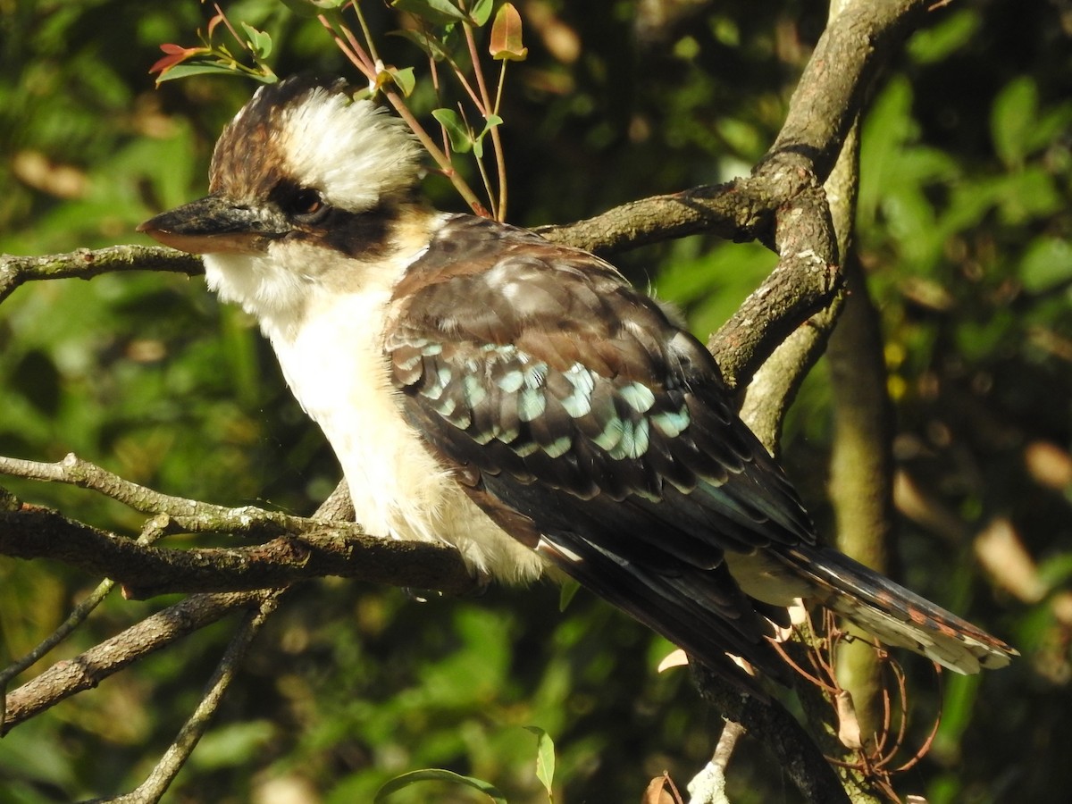 Laughing Kookaburra - ML314761661