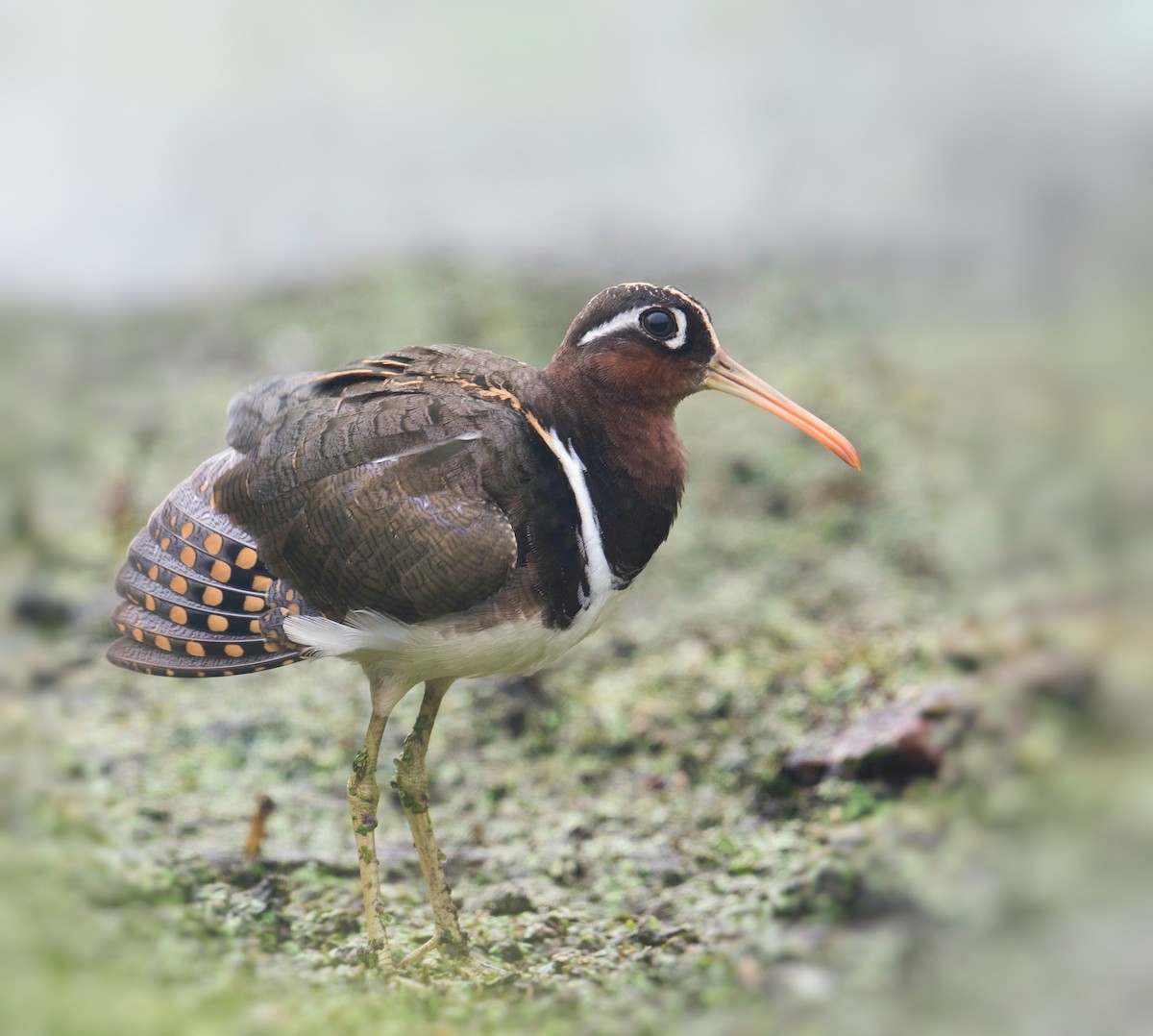 riksesnipe - ML314761751