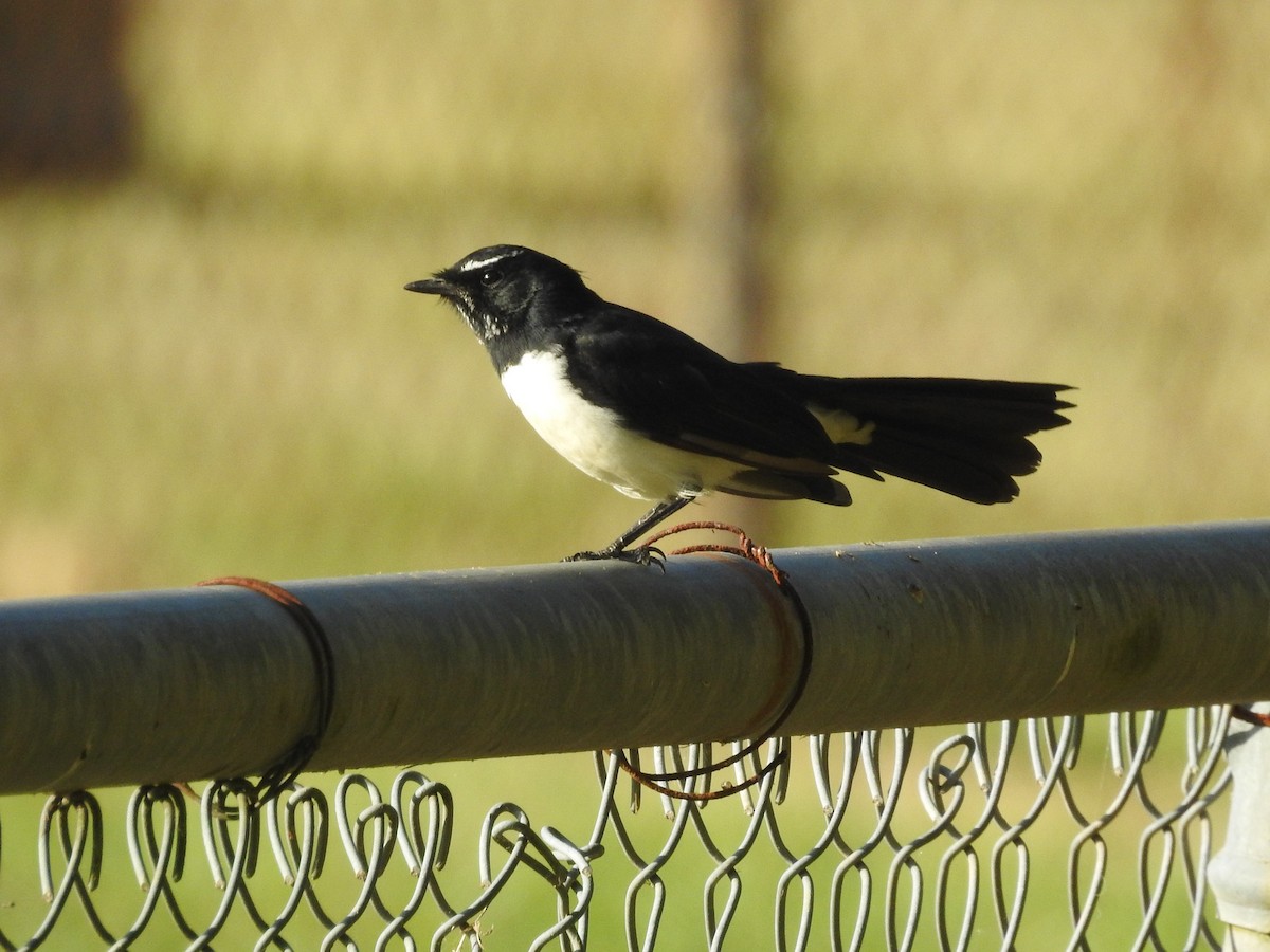 Willie-wagtail - ML314761961
