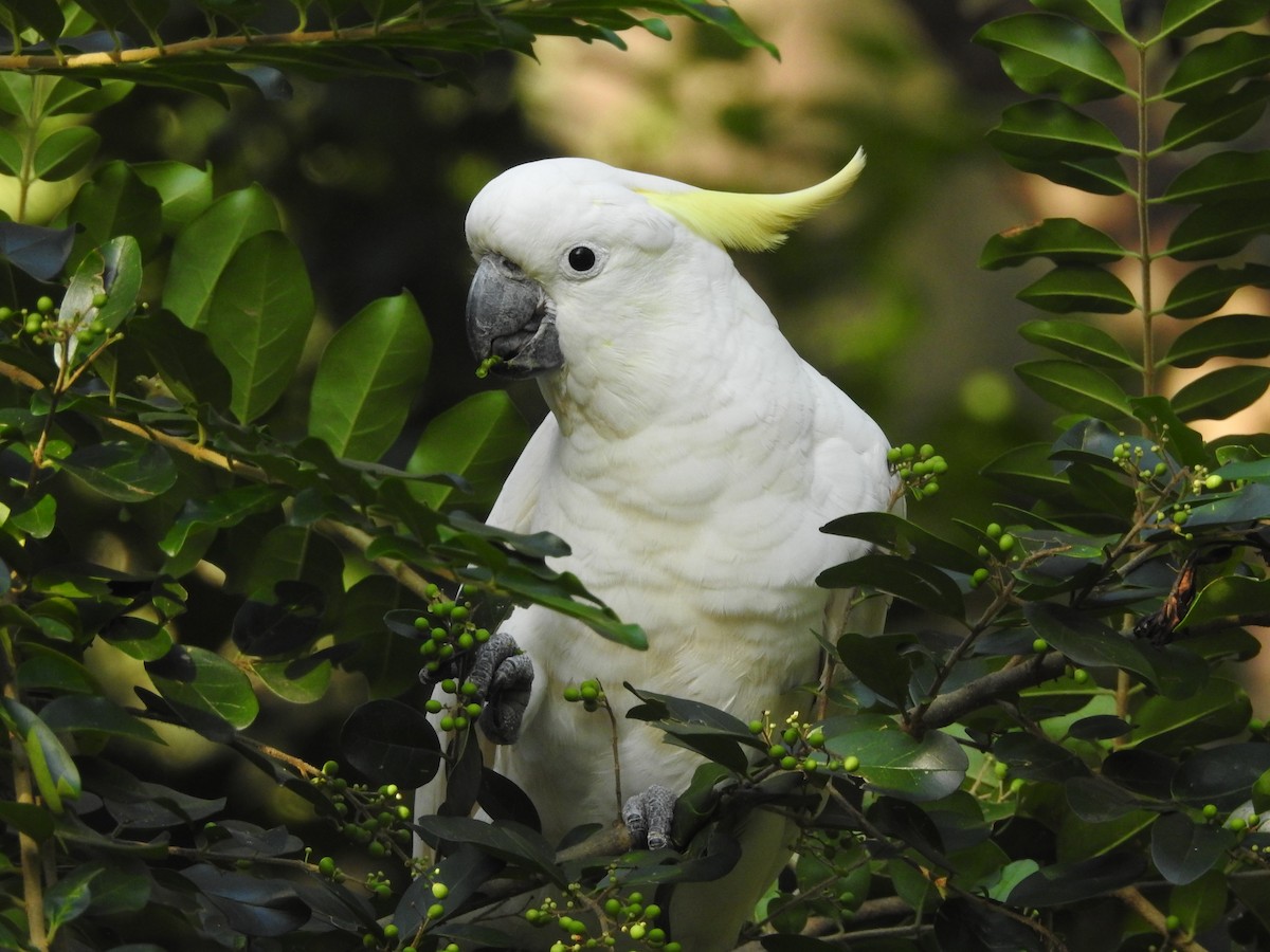 Sulphur-crested Cockatoo - ML314762081