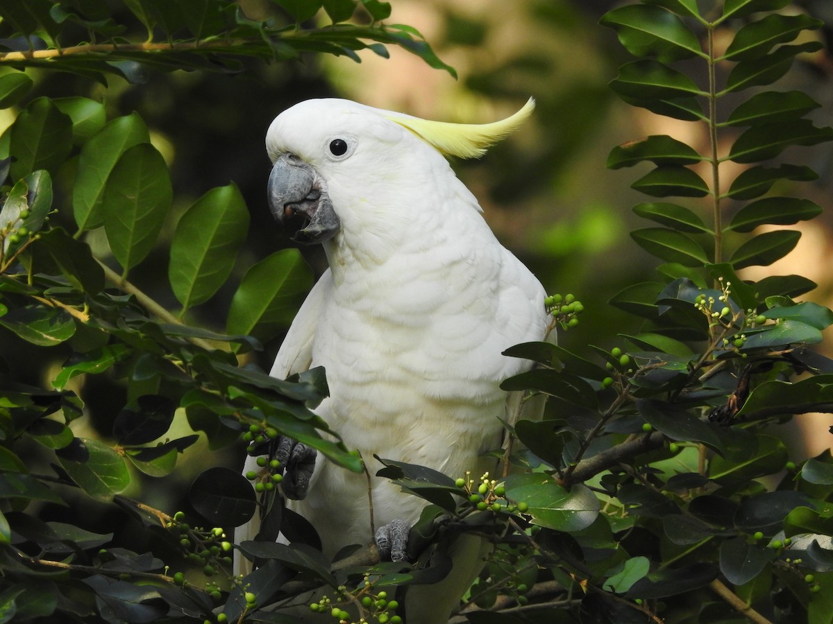 Sulphur-crested Cockatoo - ML314762091