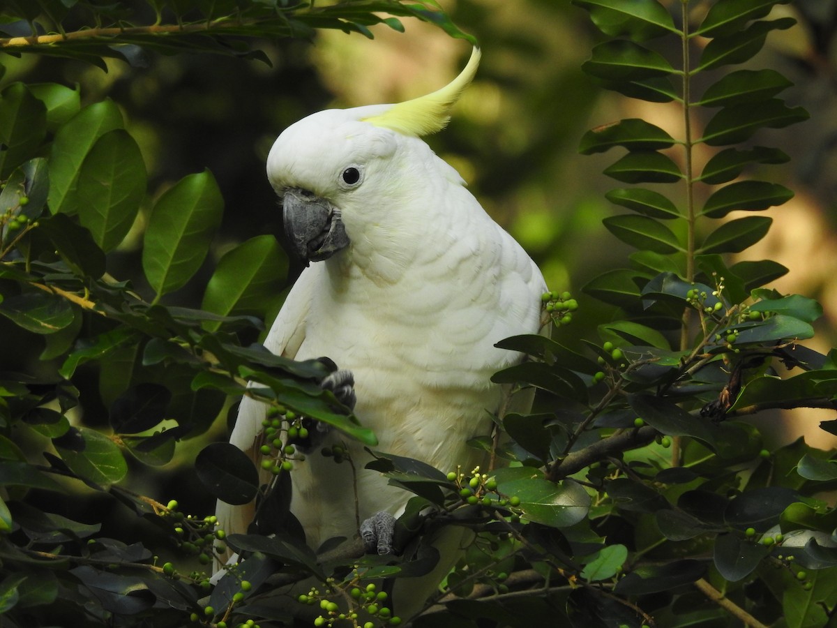 Sulphur-crested Cockatoo - ML314762111