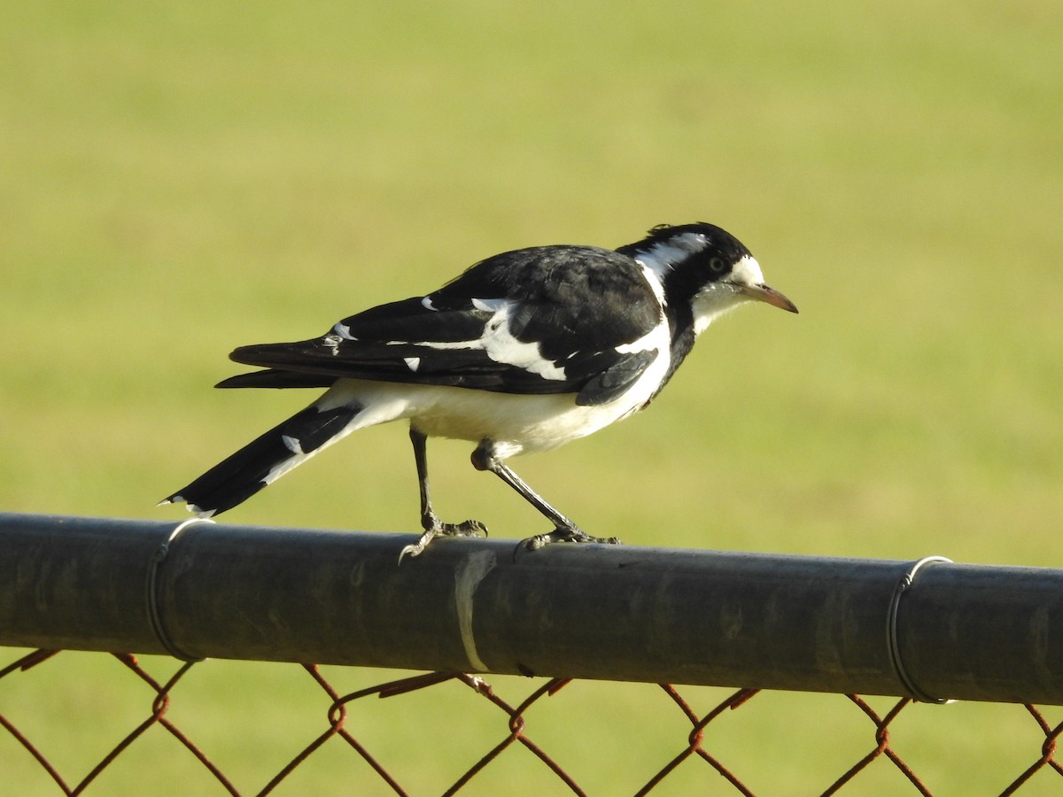 Magpie-lark - DS Ridley