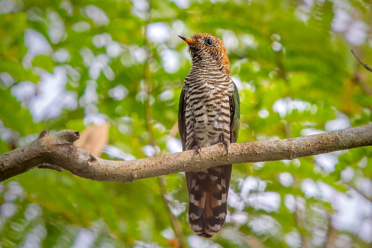 Asian Emerald Cuckoo - Saravanan Krishnamurthy