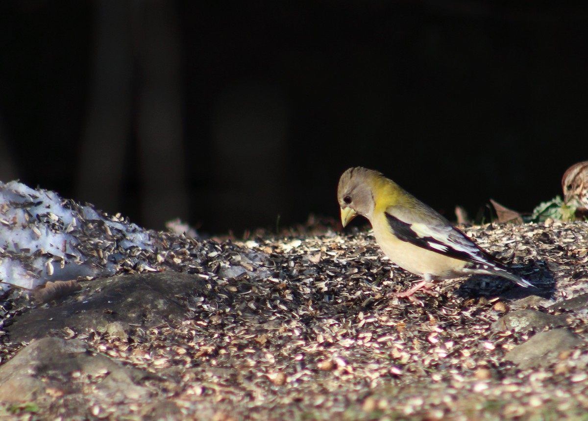 Evening Grosbeak - ML314762961