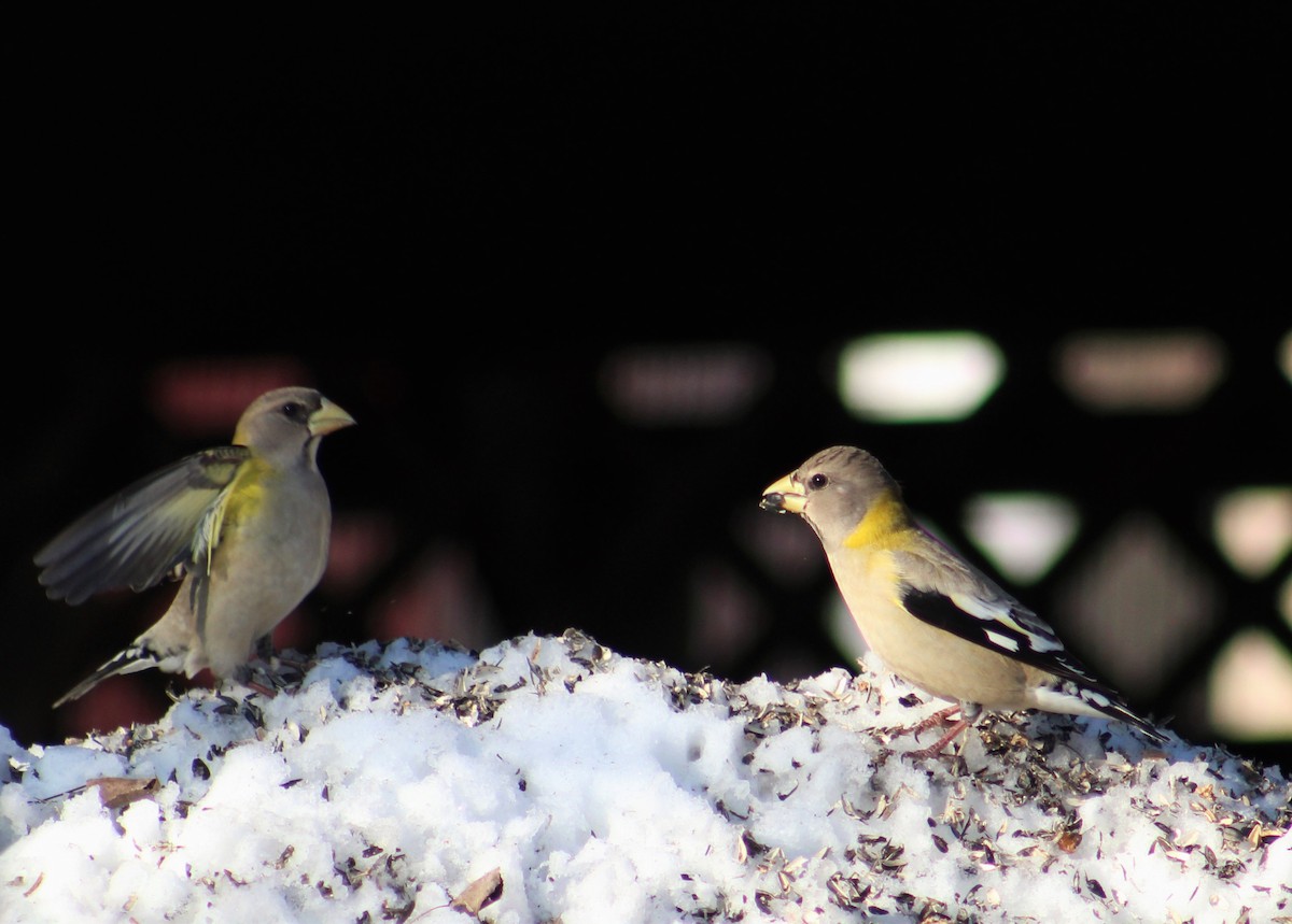 Evening Grosbeak - ML314762971