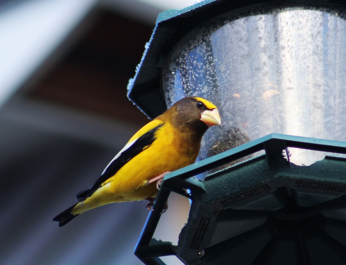 Evening Grosbeak - ML314762981