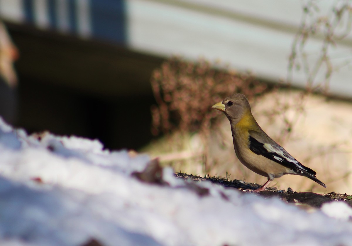 Evening Grosbeak - ML314763011