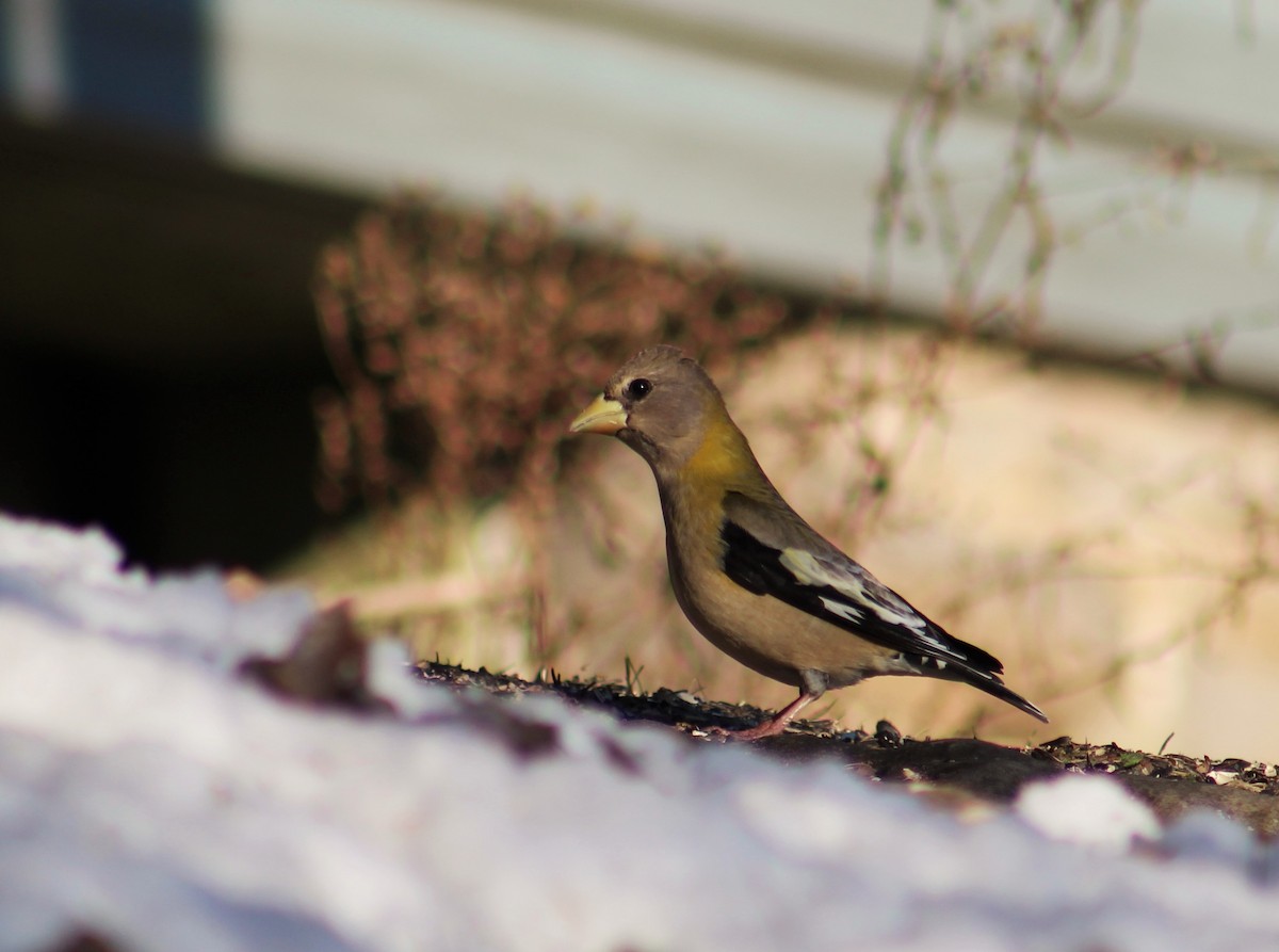 Evening Grosbeak - ML314763021