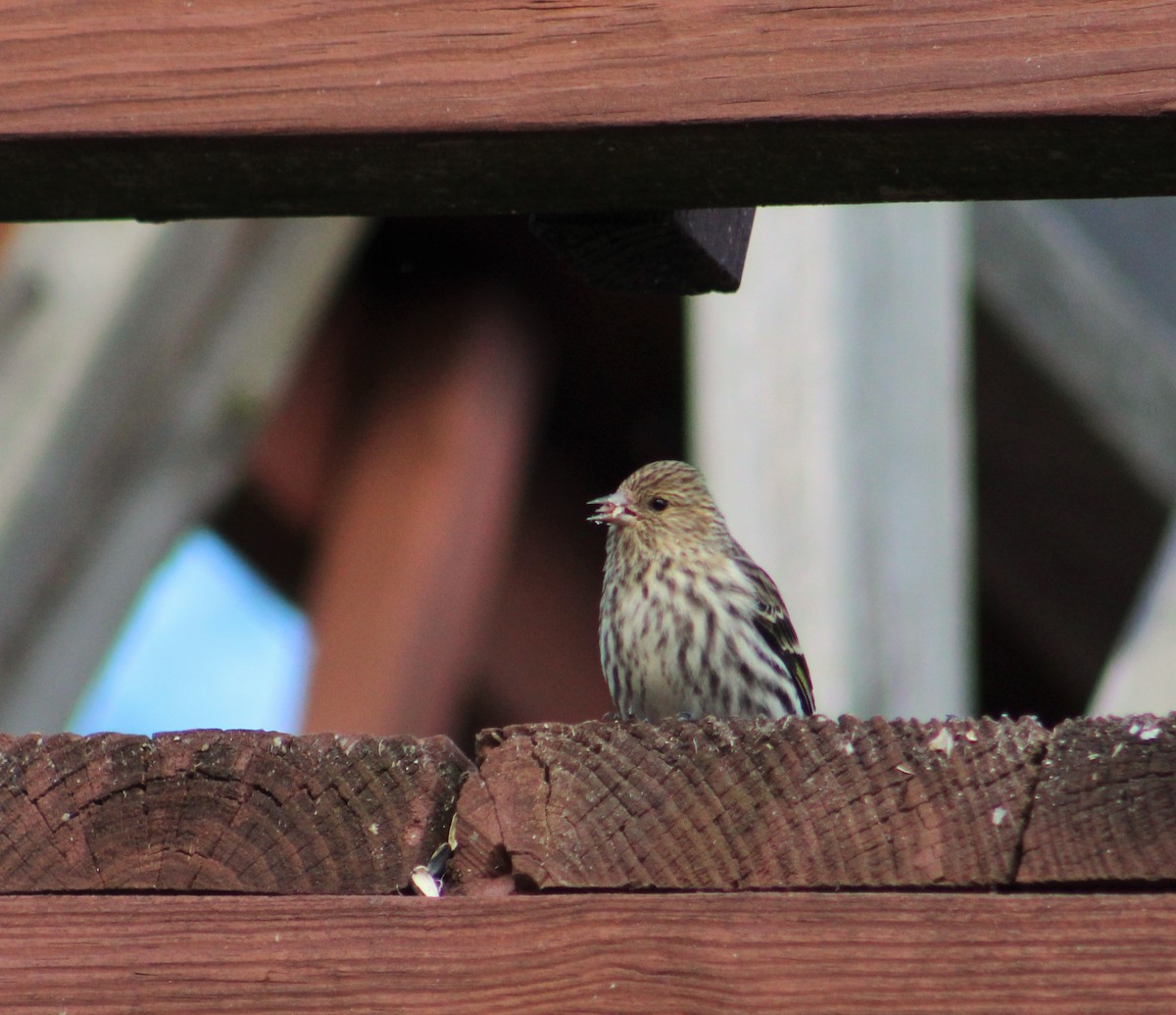 Pine Siskin - ML314763051