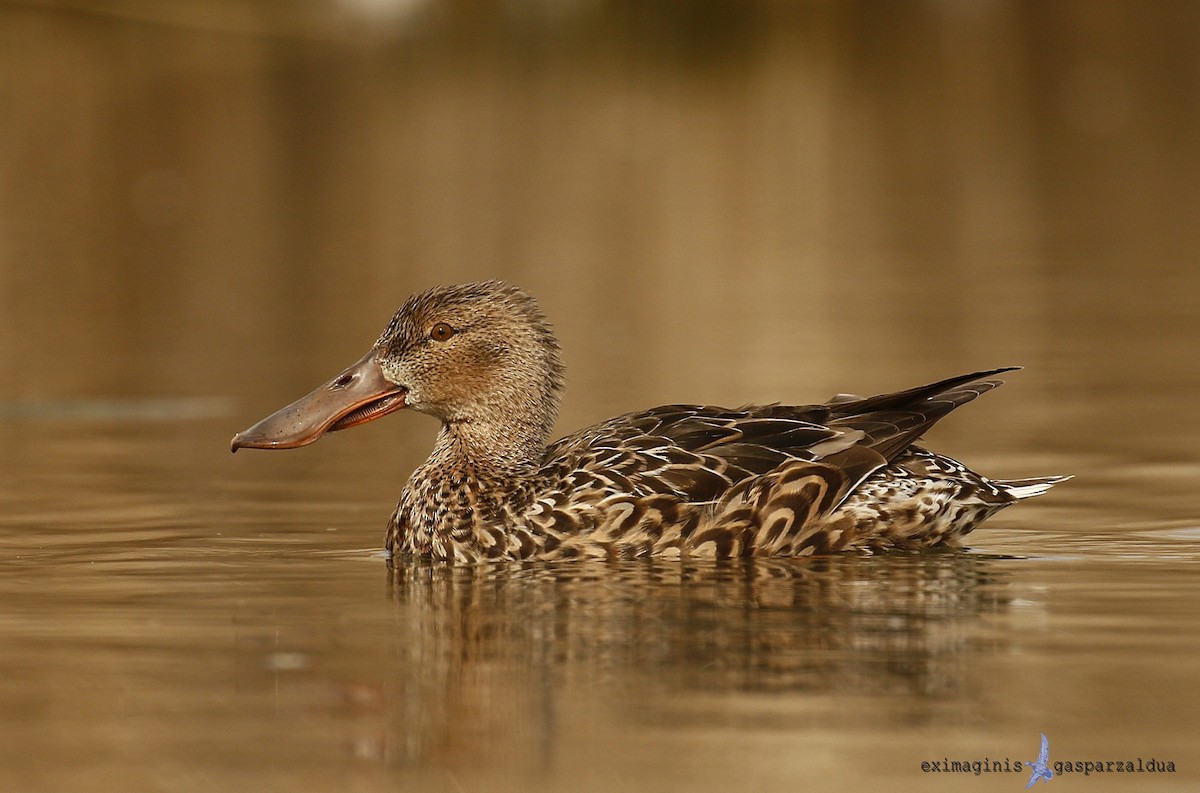 Canard souchet - ML314764061