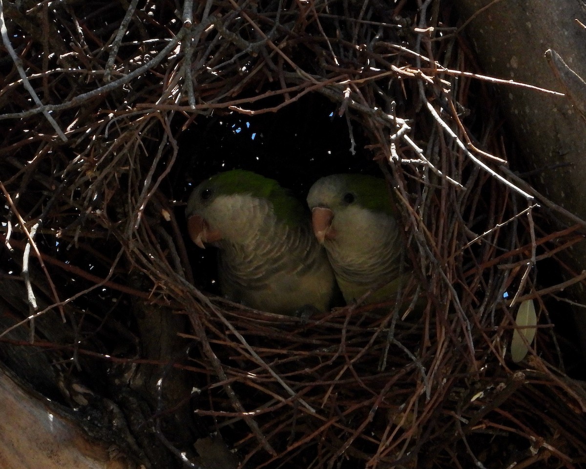 Monk Parakeet - ML314764141