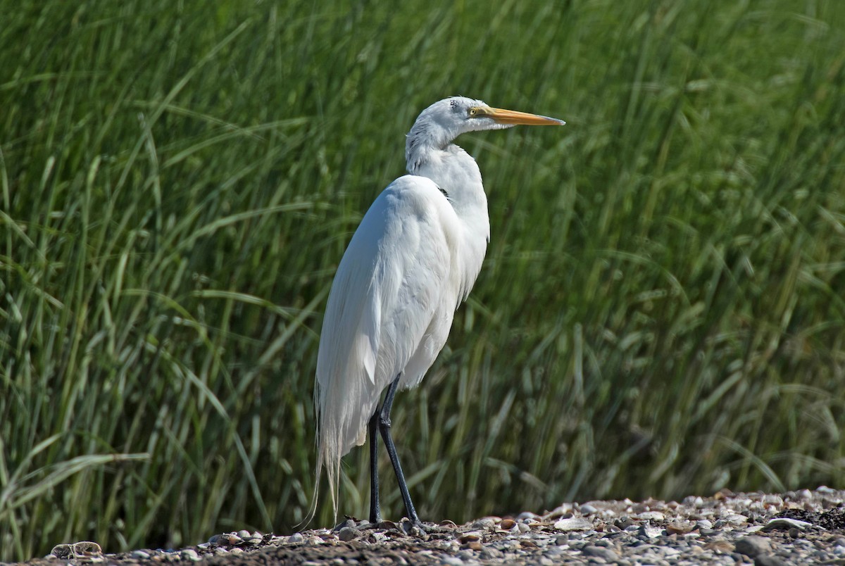 Great Egret - William Batsford