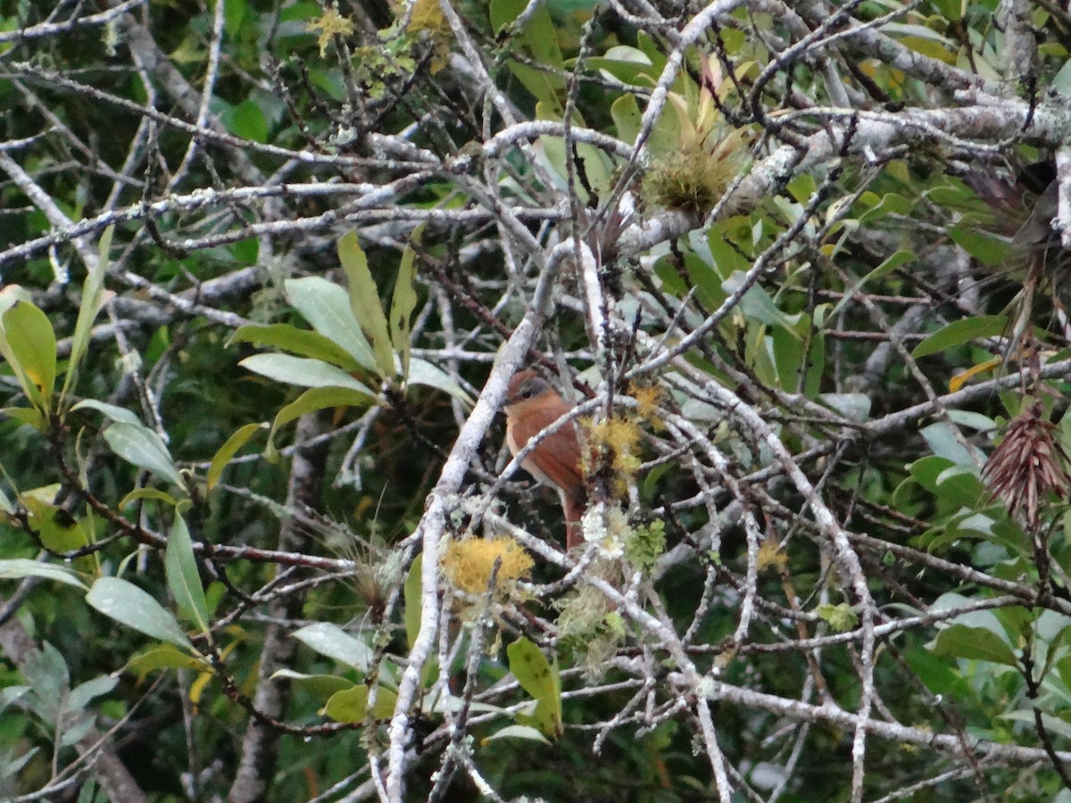 Bécarde à calotte rousse - ML314765331