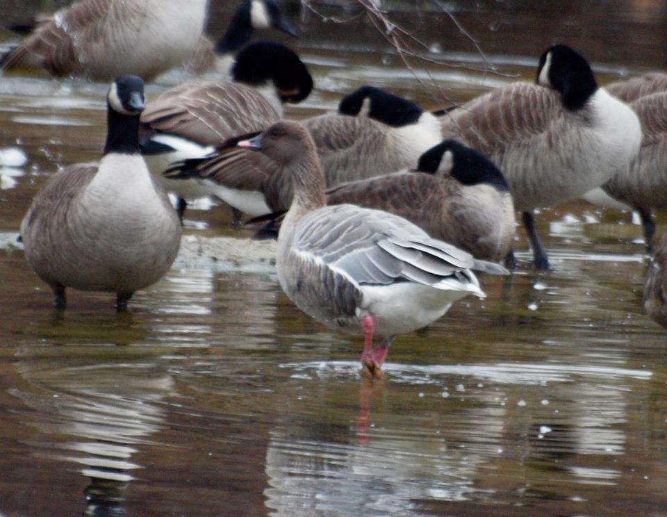 Pink-footed Goose - ML314766241