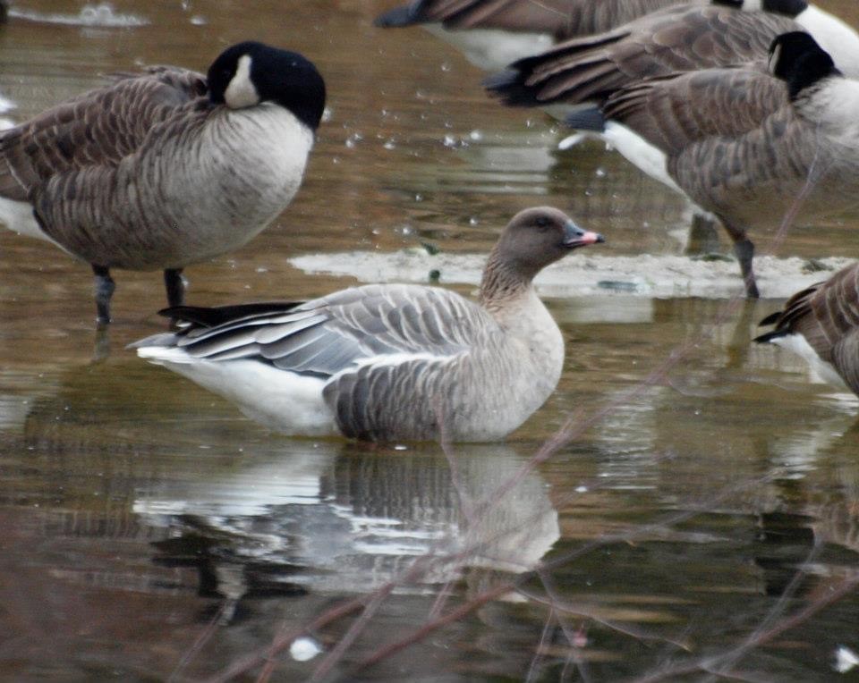 Pink-footed Goose - ML314766251