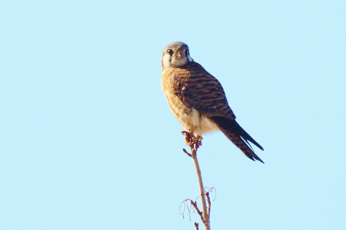 American Kestrel (Northern) - ML314767921
