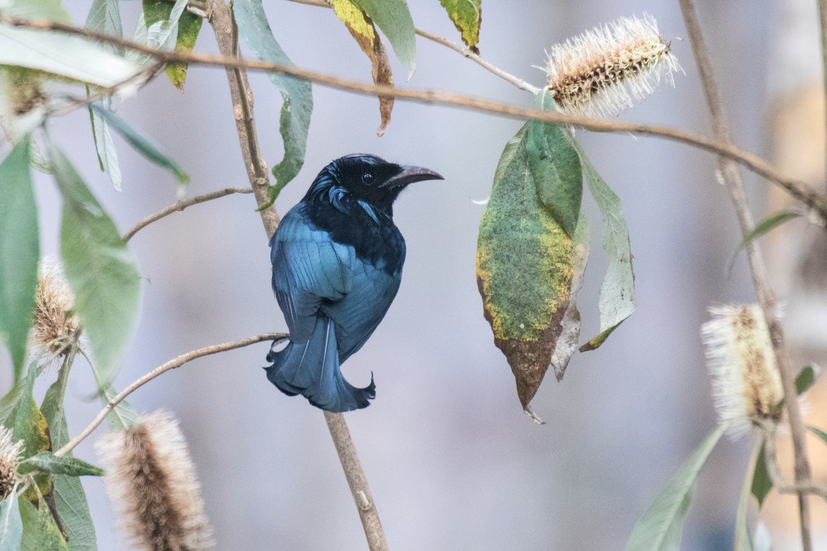 Hair-crested Drongo - Ian Hearn