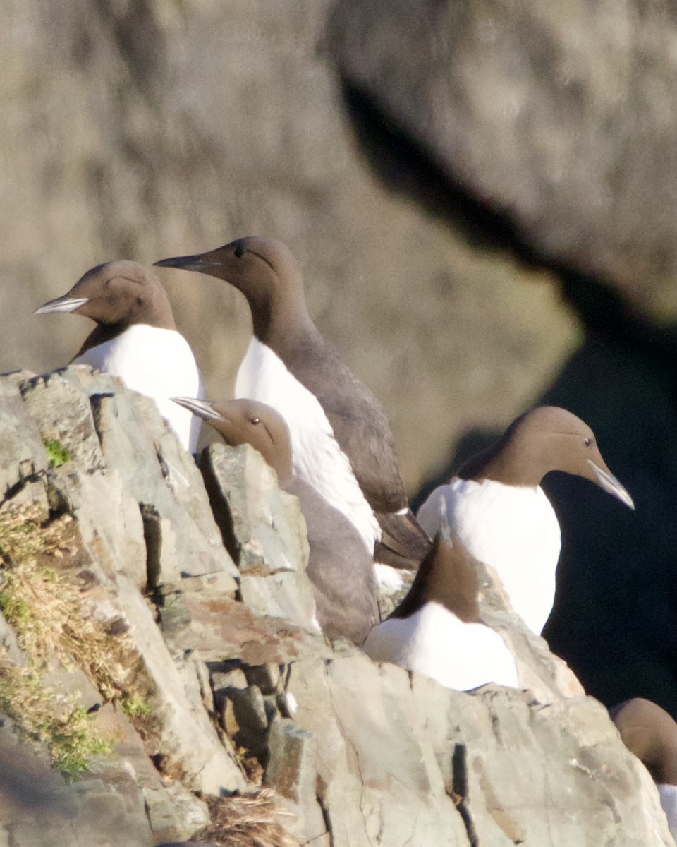 Common Murre - Joe Lennon