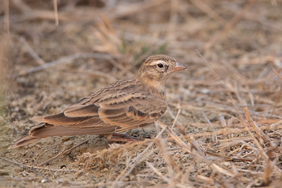 Mongolian Short-toed Lark - ML314772261