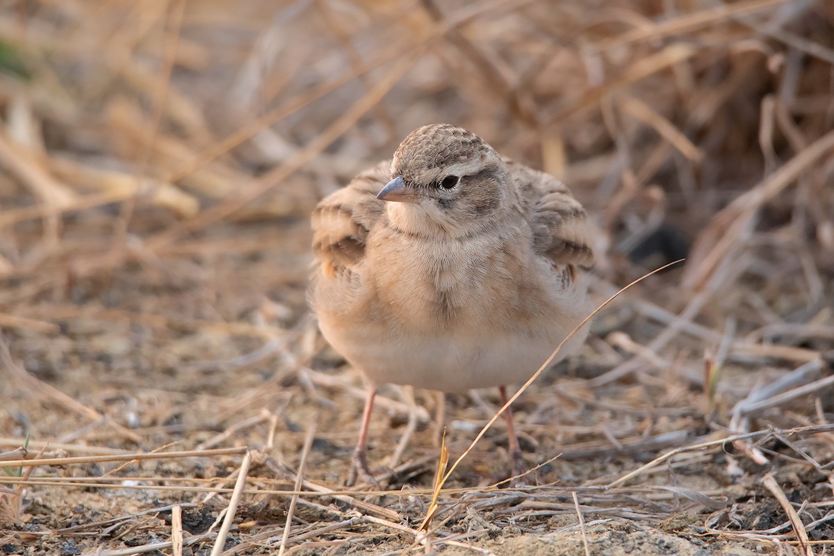 Mongolian Short-toed Lark - ML314772281