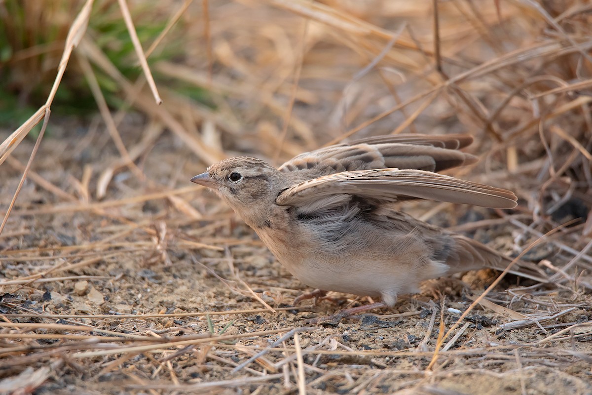 Mongolian Short-toed Lark - ML314772291