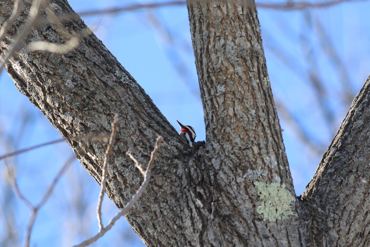 Yellow-bellied Sapsucker - ML314772901