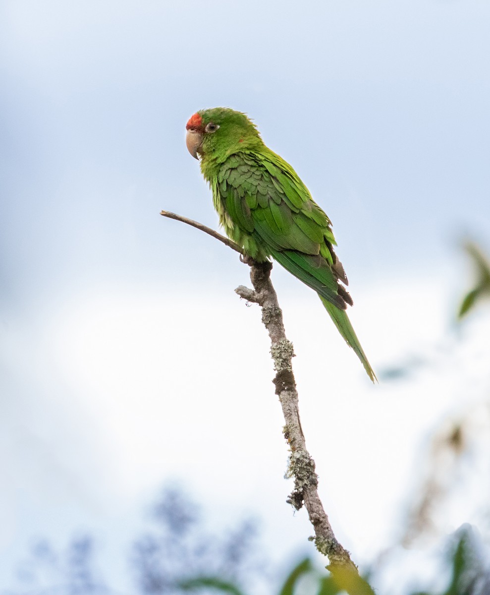 Mitred Parakeet - Thibaud Aronson