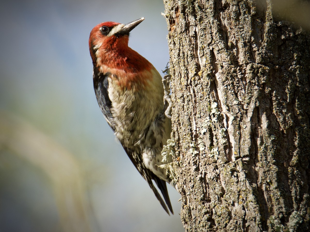 Red-breasted Sapsucker - ML314775411