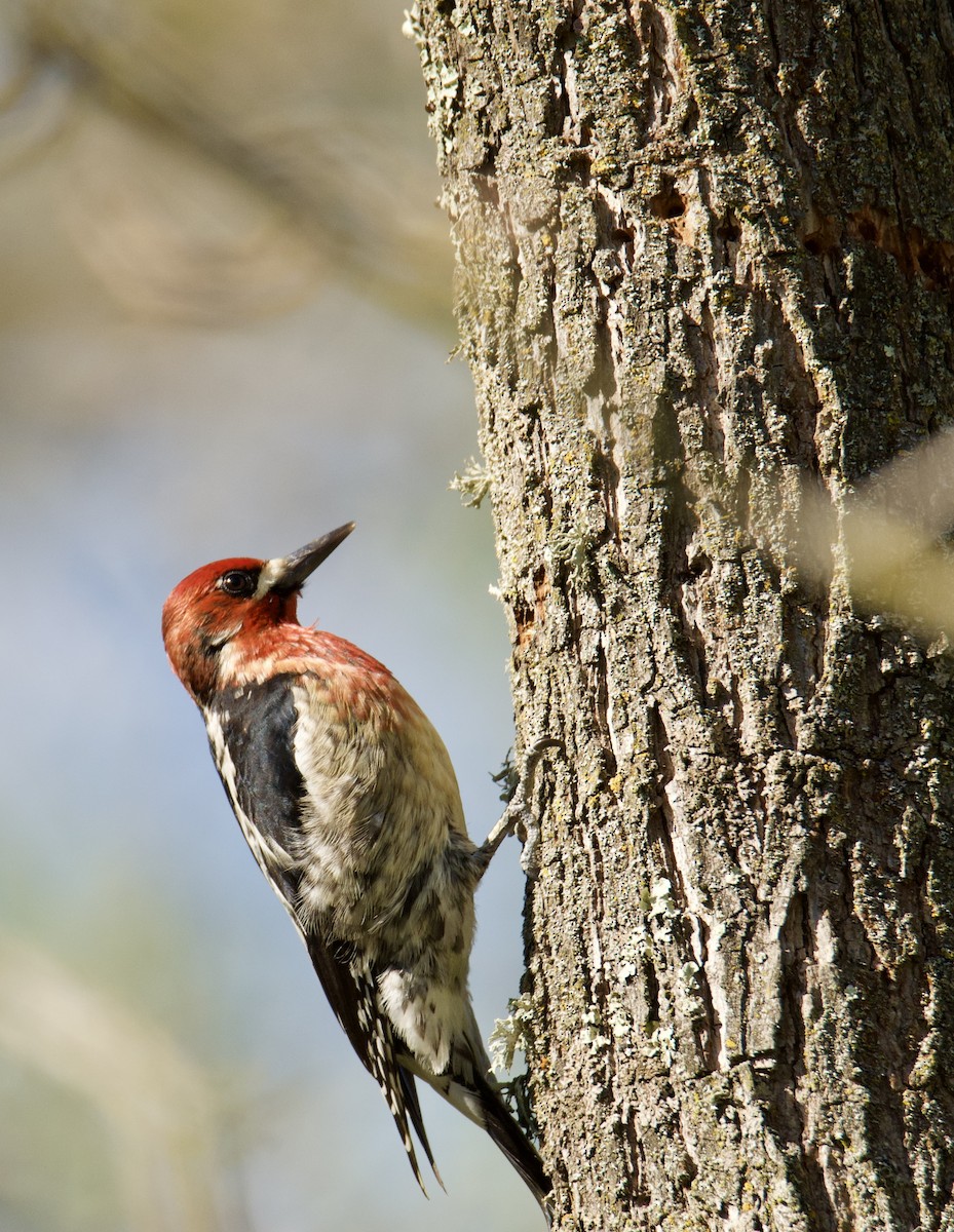 Red-breasted Sapsucker - ML314775421