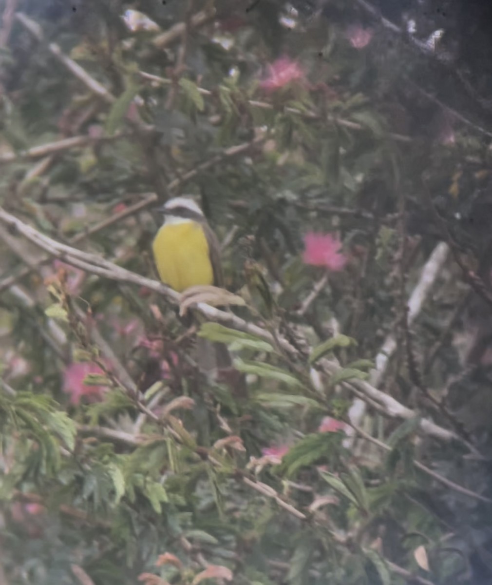 Great Kiskadee - ML314775761