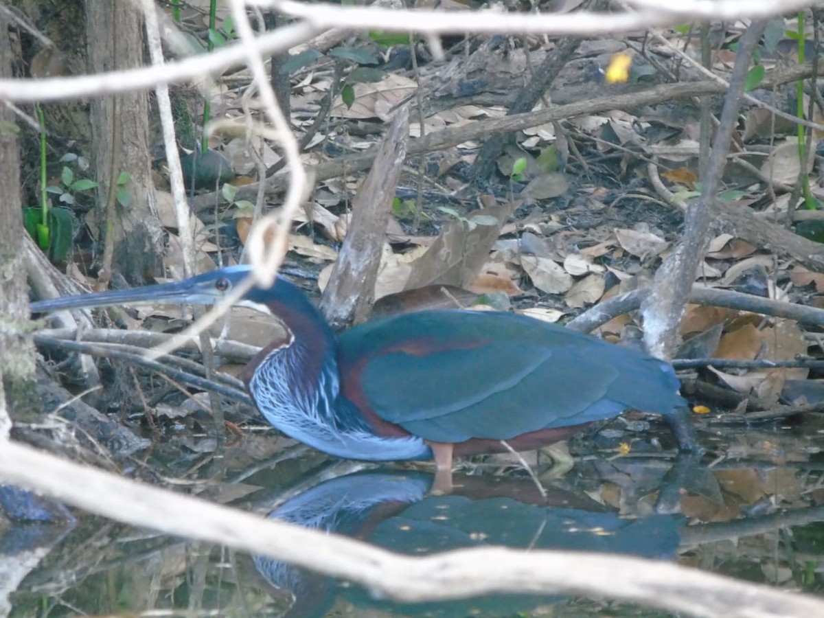 Agami Heron - ML314776881