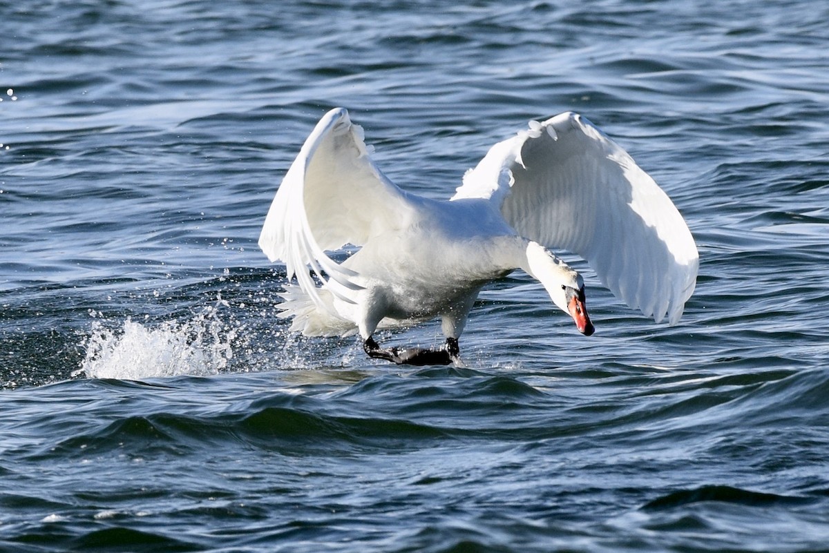 Mute Swan - julie desrosiers