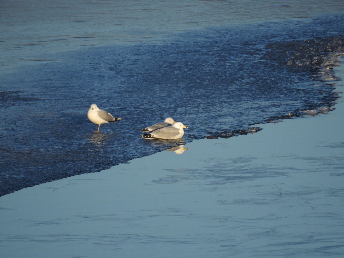 Ring-billed Gull - ML314777851