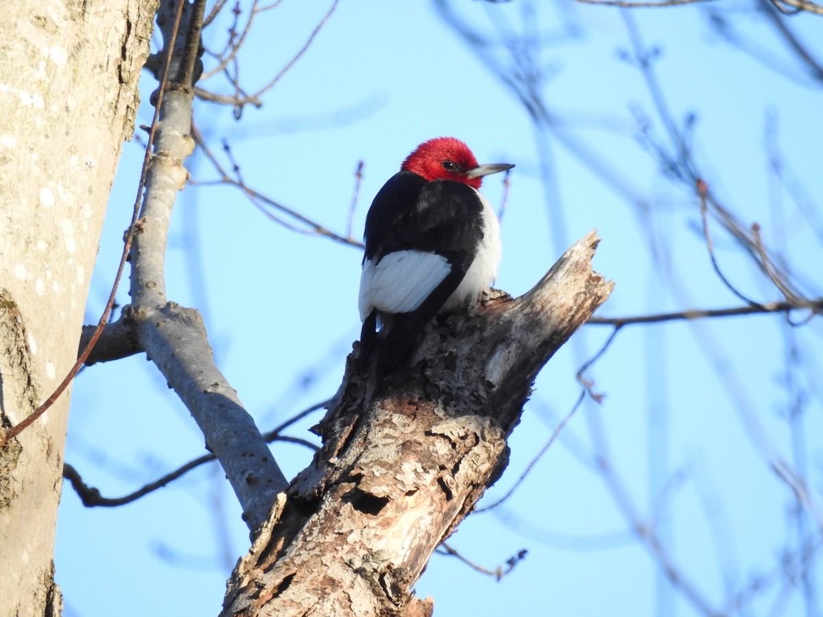 Red-headed Woodpecker - ML314777891