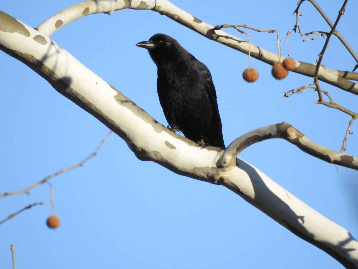 American Crow - ML314777921