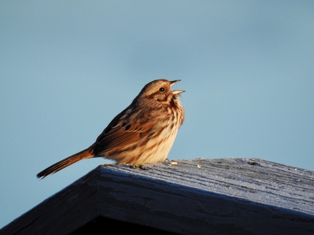 Song Sparrow - ML314777971