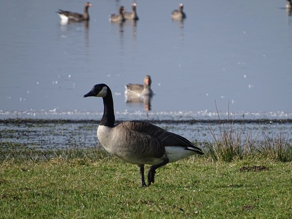 Canada Goose - ML314778431