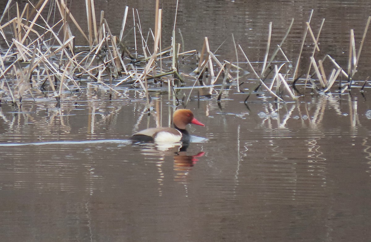 Red-crested Pochard - ML314779281