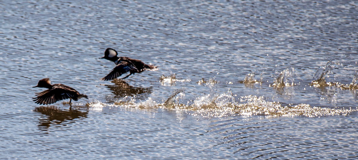Hooded Merganser - ML314779441