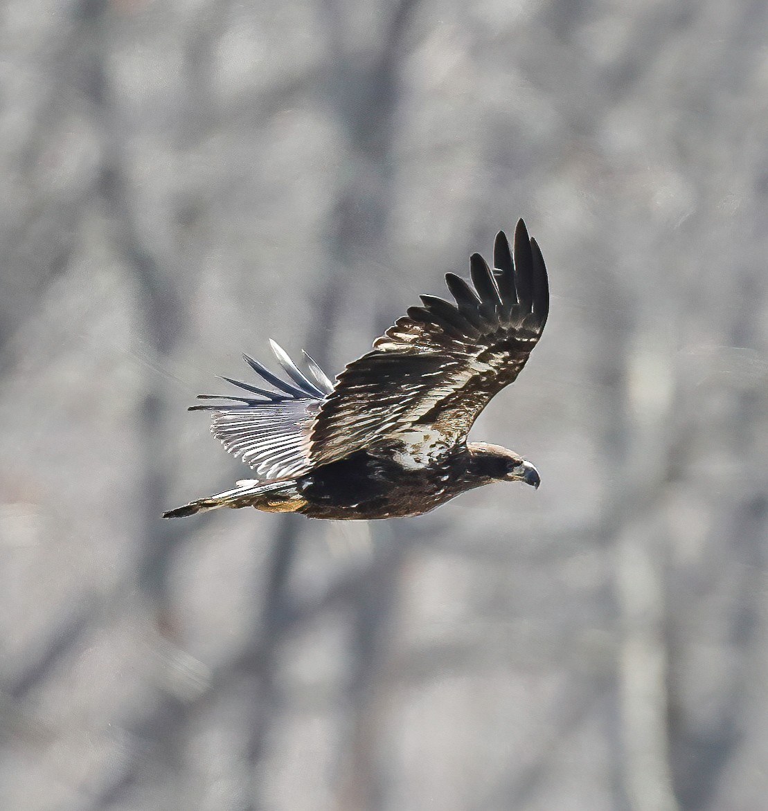 Bald Eagle - ML314779541
