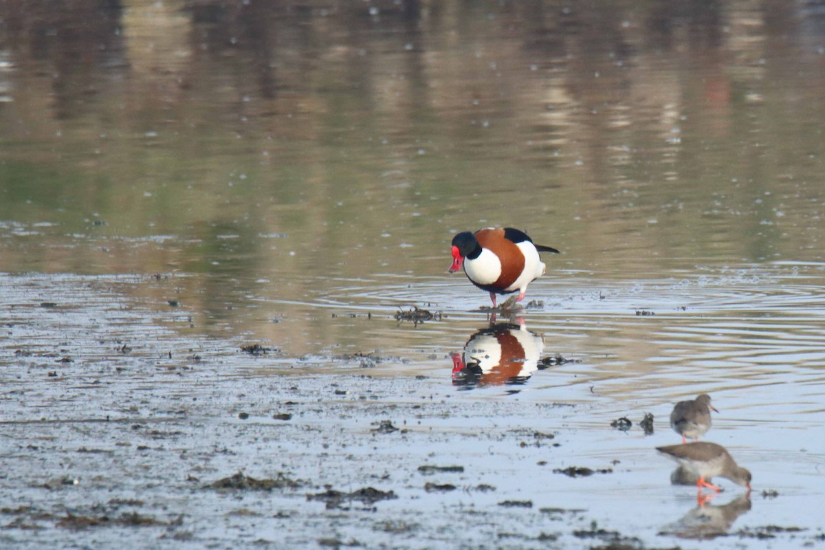 Common Shelduck - ML314779761