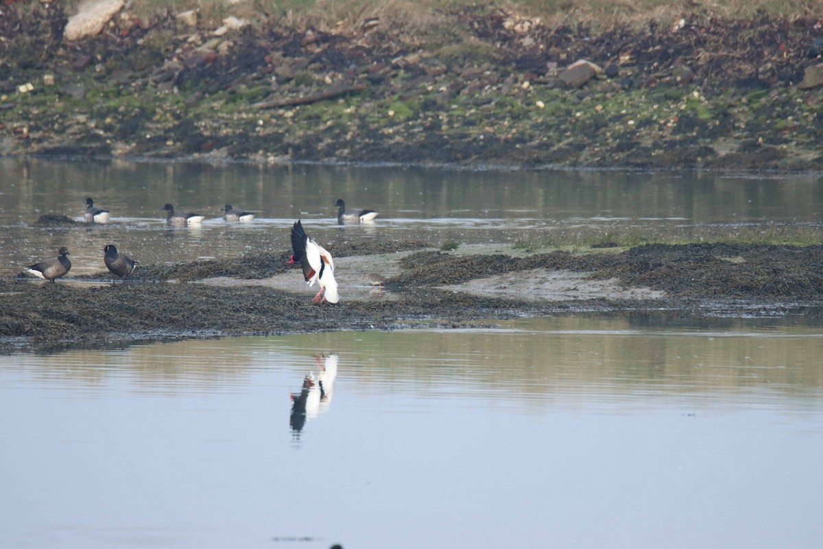 Common Shelduck - ML314779801