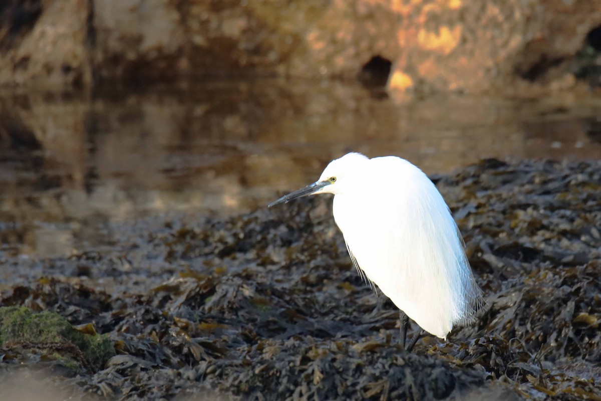 Little Egret (Western) - ML314780091